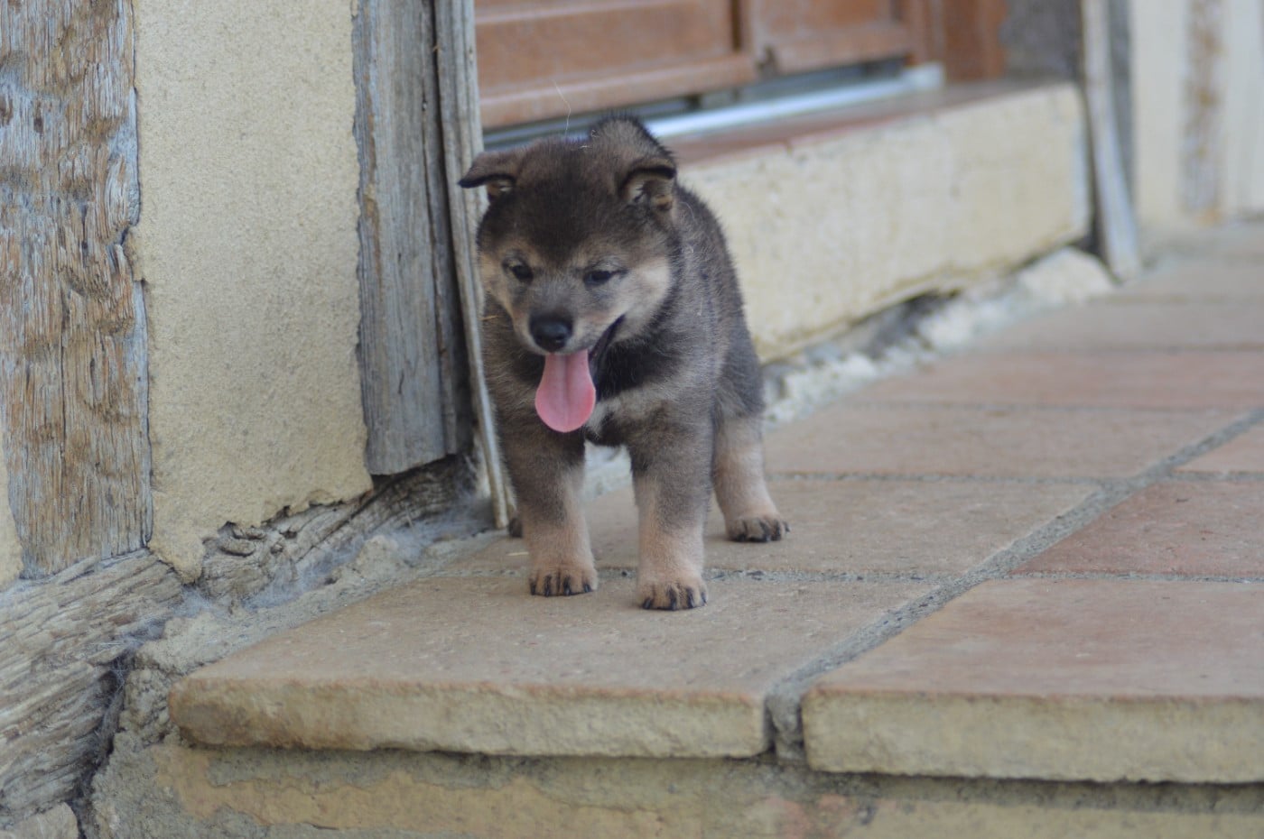 CHIOT 2