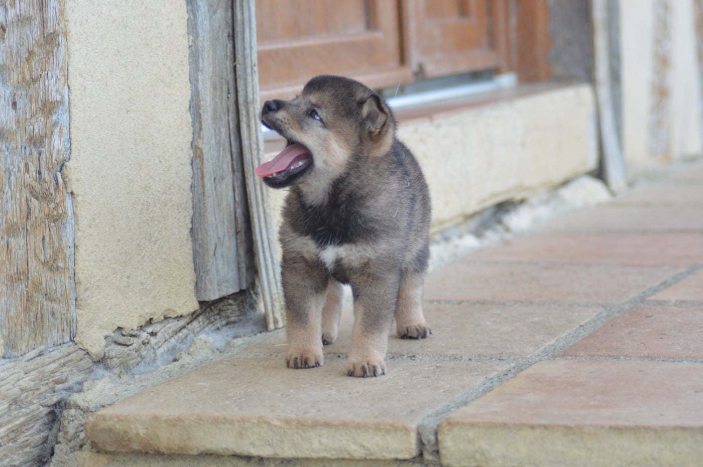 CHIOT 2