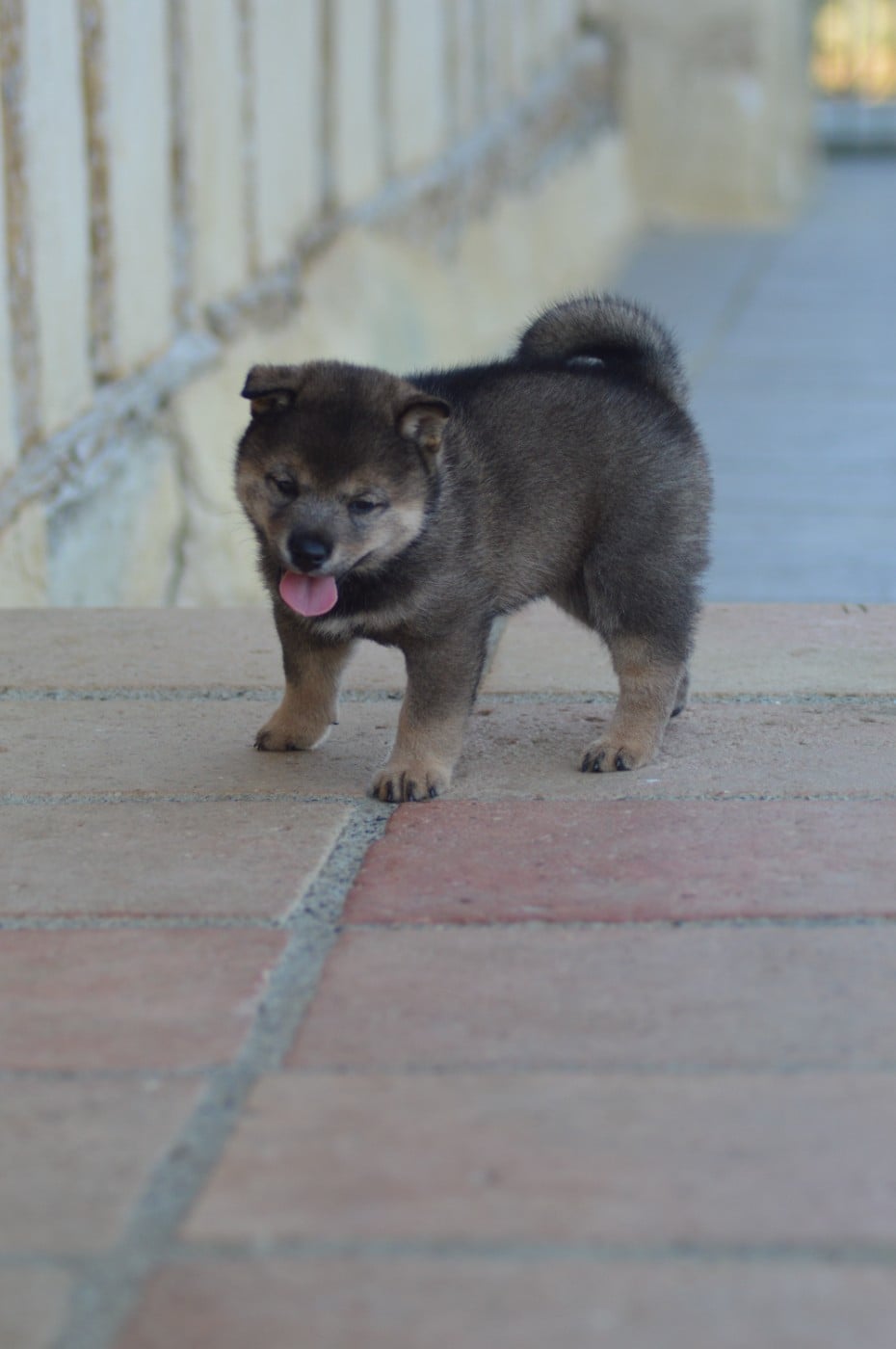 CHIOT 2
