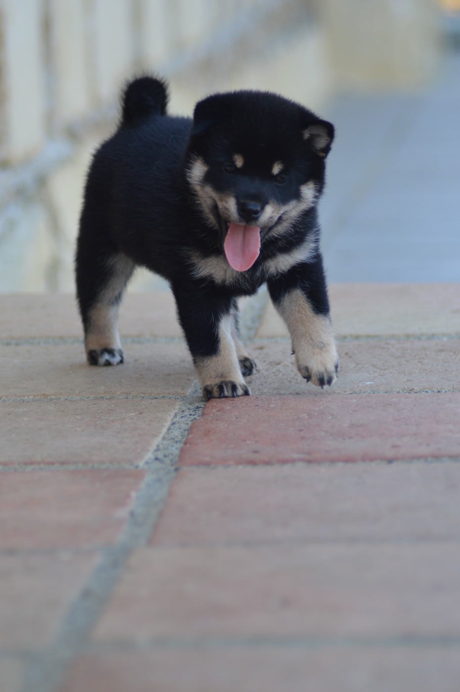 CHIOT 3