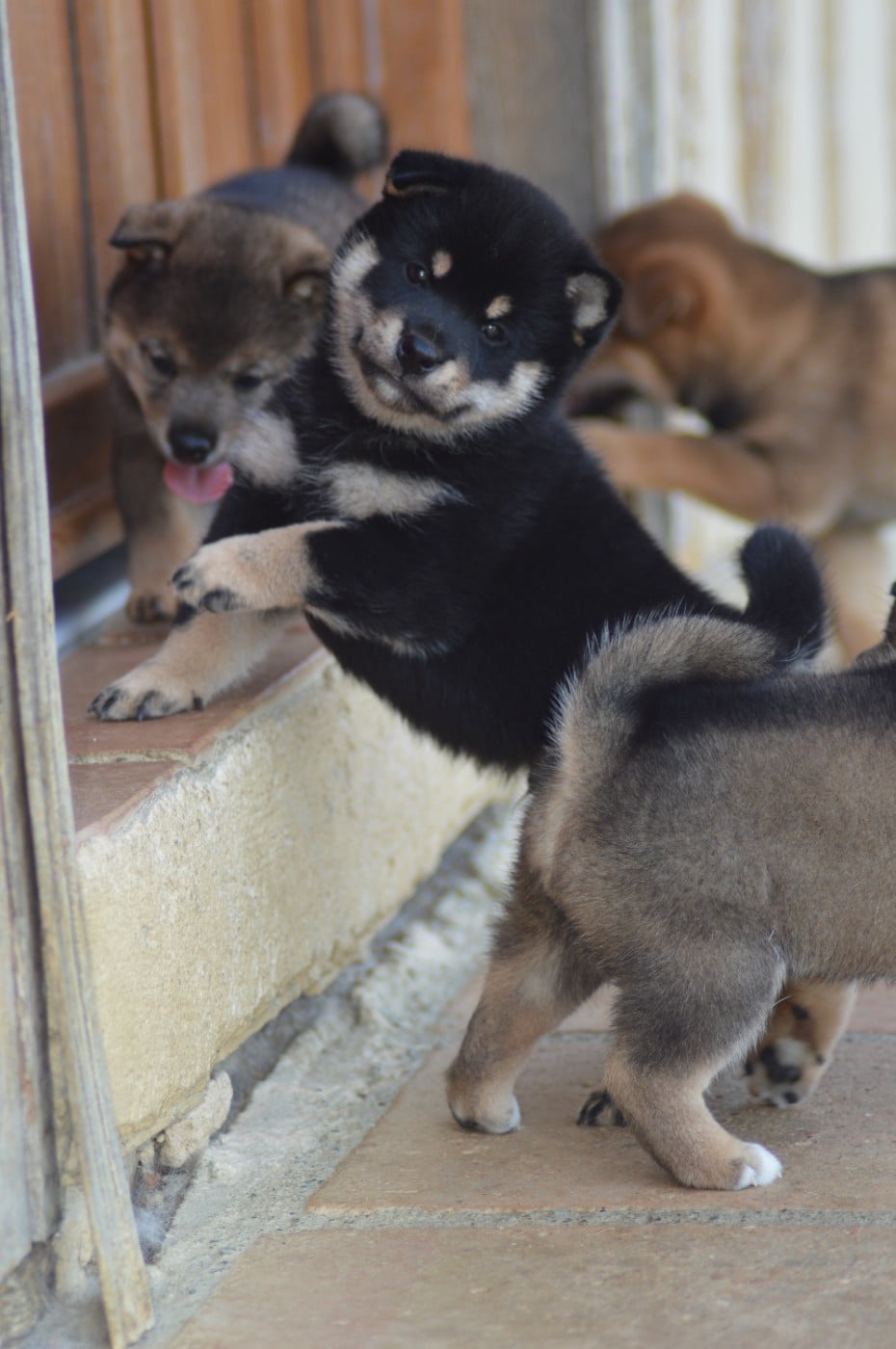 CHIOT 3