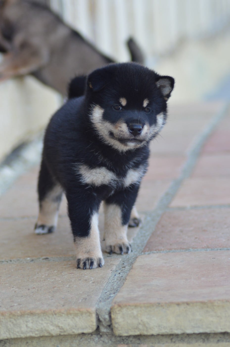 CHIOT 3