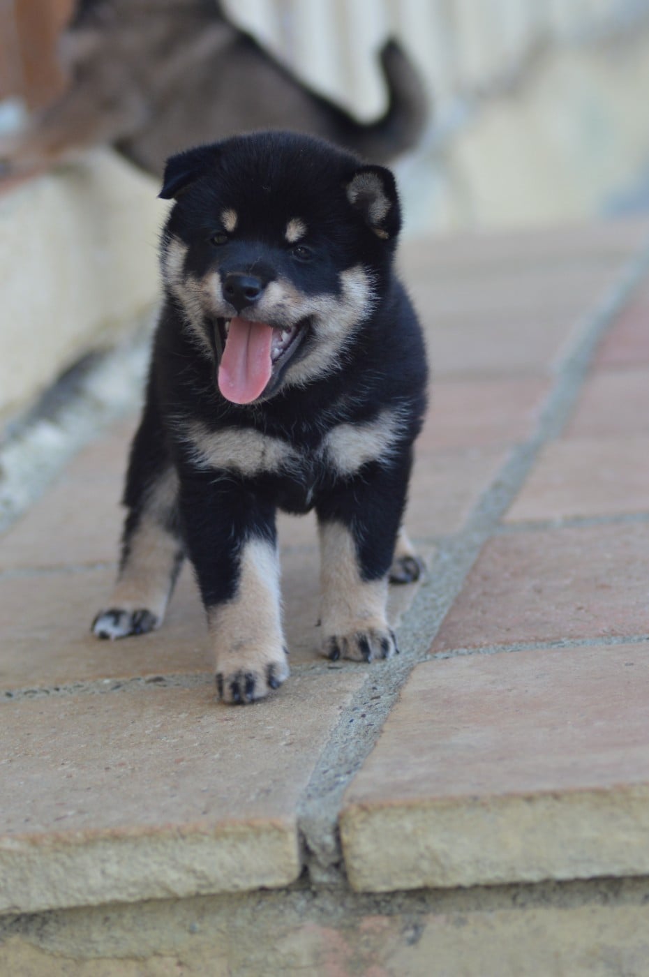CHIOT 3