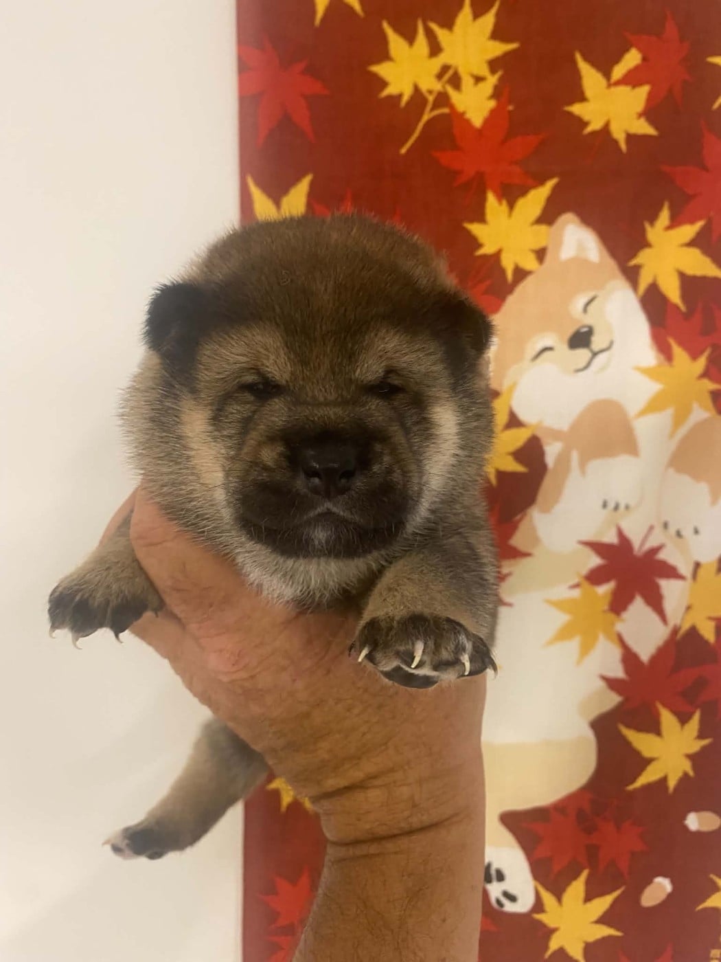 Chiot Shiba