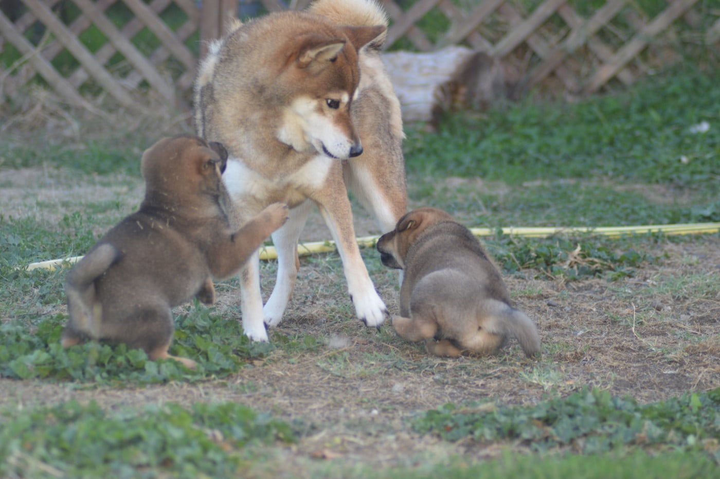 Shiba - Sumidagawasou