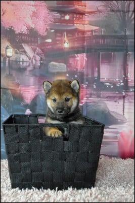 Les chiots de Shiba