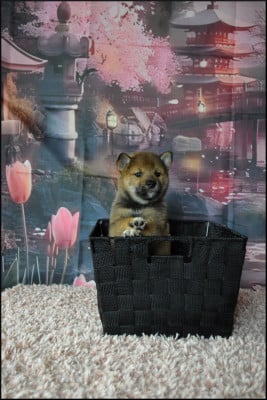 Les chiots de Shiba