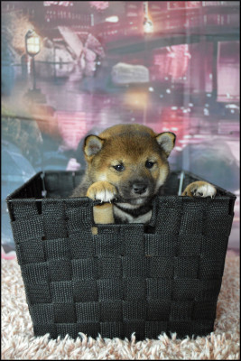 Les chiots de Shiba