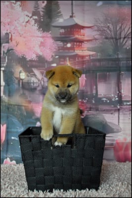 Les chiots de Shiba