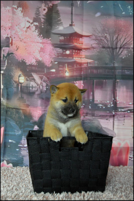 Les chiots de Shiba