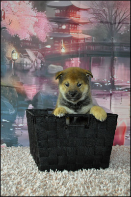 Les chiots de Shiba