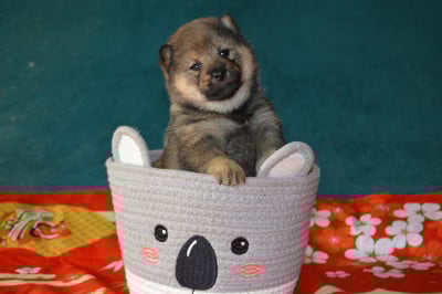 Les chiots de Shiba