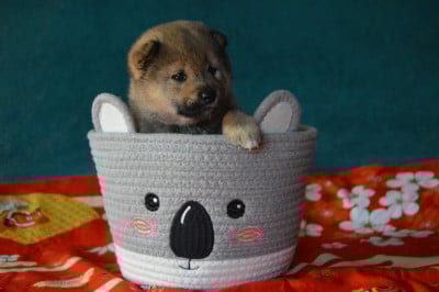 Les chiots de Shiba