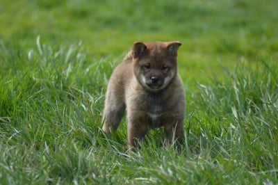 Les chiots de Shiba