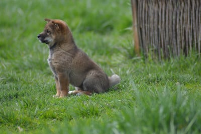 Les chiots de Shiba