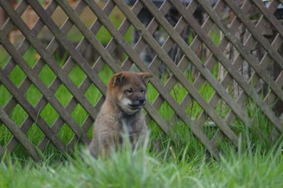 Les chiots de Shiba