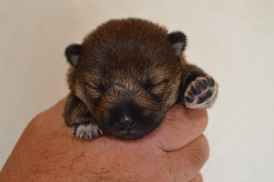 Les chiots de Shiba