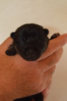 Les chiots de Shiba