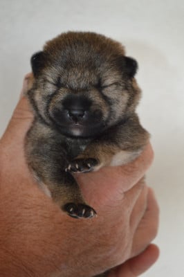 Les chiots de Shiba
