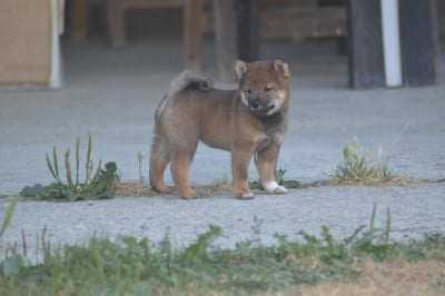 Les chiots de Shiba