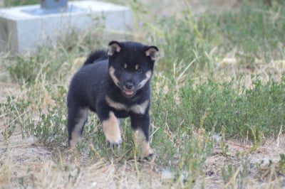 Les chiots de Shiba