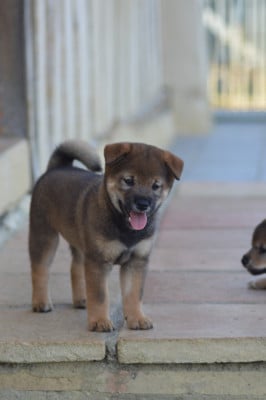 Les chiots de Shiba