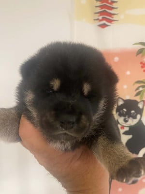 CHIOT 2 - Shiba