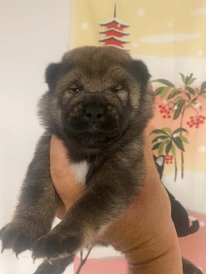 CHIOT 3 - Shiba