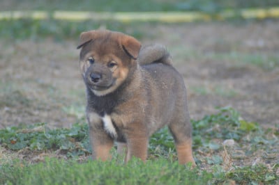 Les chiots de Shiba