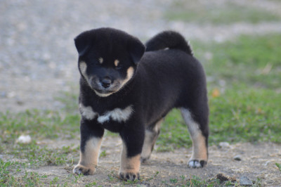 Les chiots de Shiba