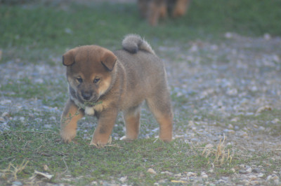Les chiots de Shiba