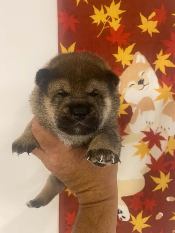 Shiba - Sumidagawasou