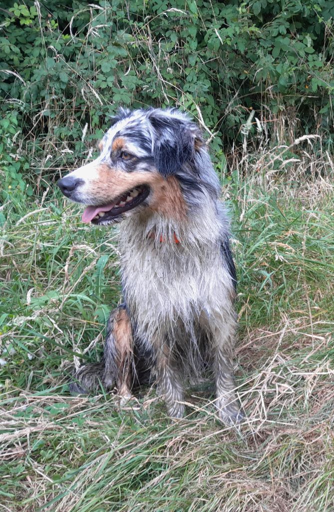 Ubuntu pep's les Aussies de Fanzie