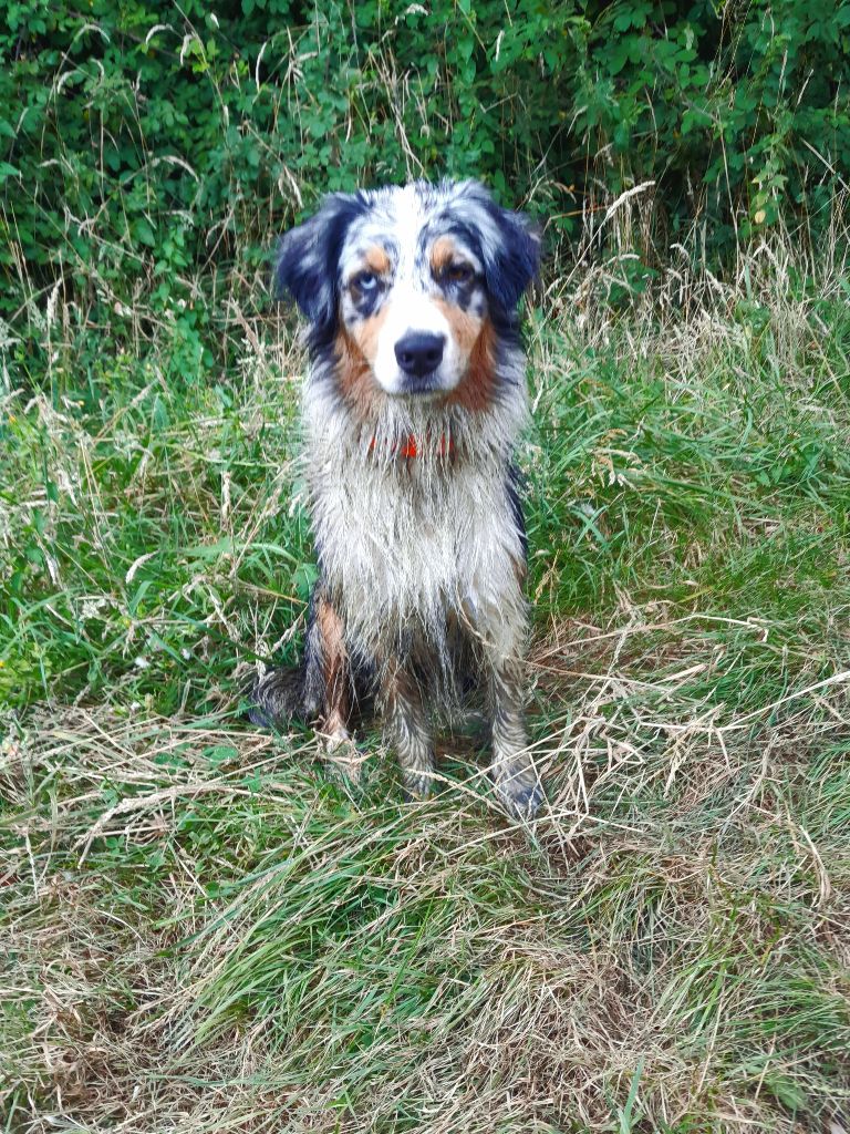 Ubuntu pep's les Aussies de Fanzie