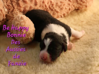 Les chiots de Berger Australien