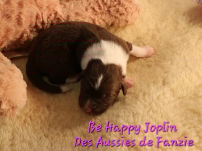 Les chiots de Berger Australien