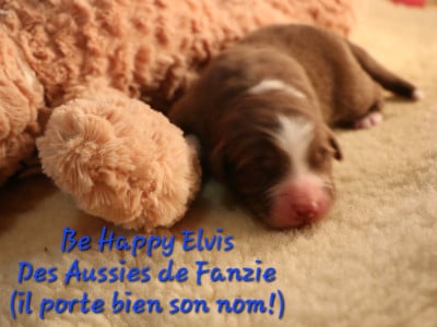 Les chiots de Berger Australien