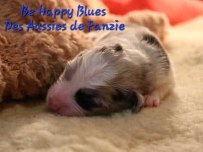 Les chiots de Berger Australien