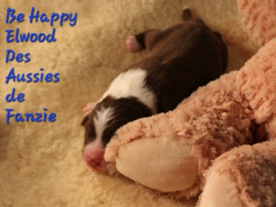 Les chiots de Berger Australien