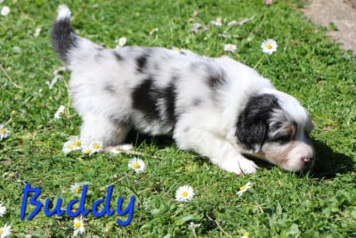 Les chiots de Berger Australien