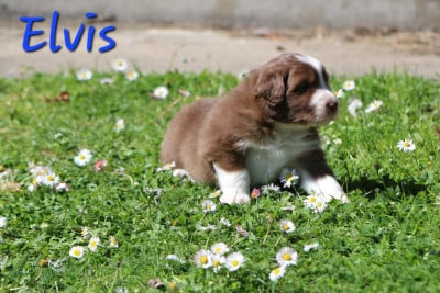 Les chiots de Berger Australien