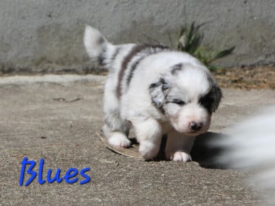 Les chiots de Berger Australien