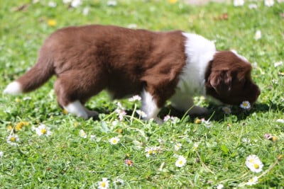Les chiots de Berger Australien