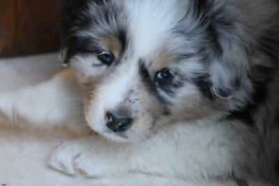 Les chiots de Berger Australien