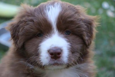 Les chiots de Berger Australien
