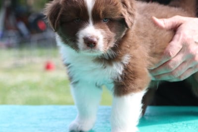 Les chiots de Berger Australien