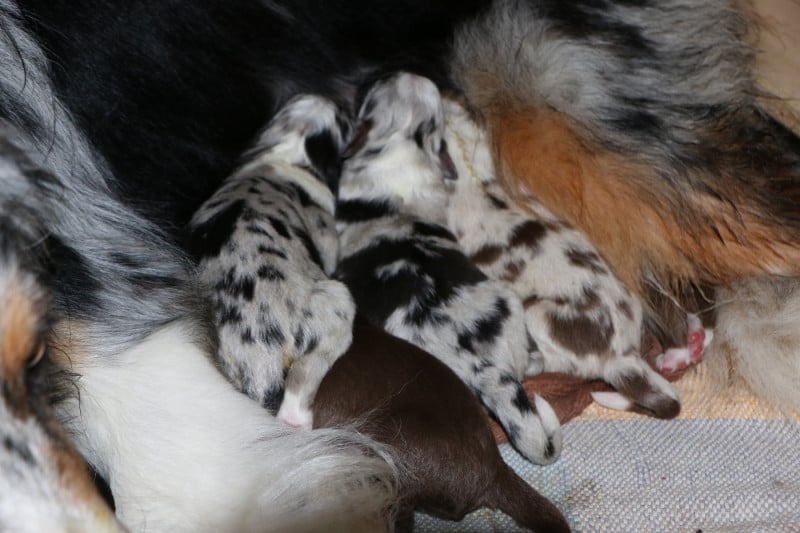 Berger Australien - les Aussies de Fanzie