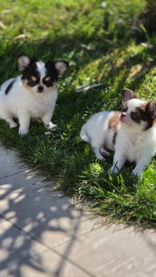 Des P'tits Boléros De Ravel