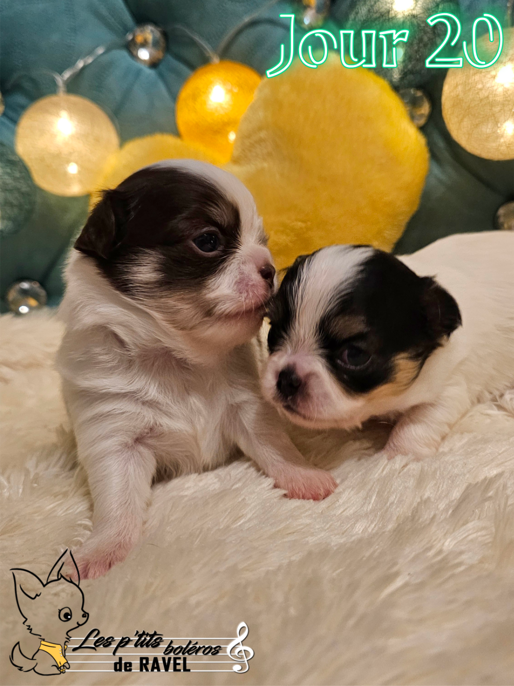 Chihuahua - Des P'tits Boléros De Ravel