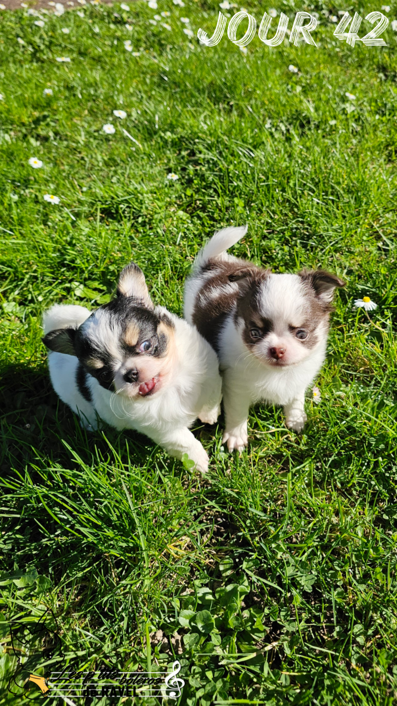 Chihuahua - Des P'tits Boléros De Ravel